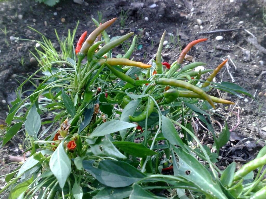 Ogród w obiekcie B&B Il Giardino di Gabri