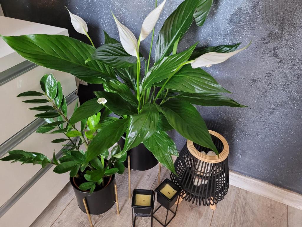 Apartament LILLA - 16