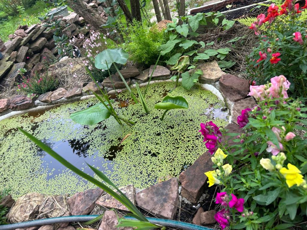 a garden with a pond with flowers and rocks at Naturpark Schwarzwald in Neubulach