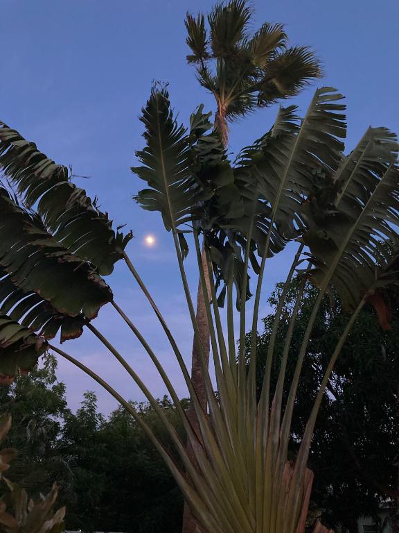 Zahrada ubytování Woodstock Palmresort Curaçao