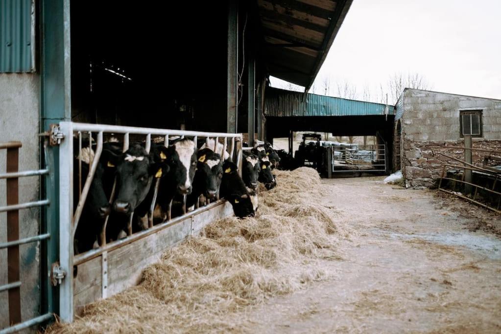a group of cows in a barn eating hay at The Calf House in Borrisoleigh