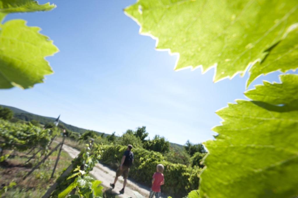 Vonkajšia záhrada v ubytovaní Villa Vinica