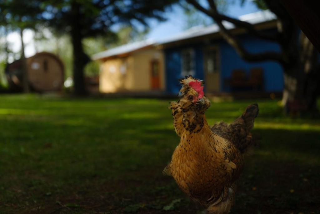 Fotografie z fotogalerie ubytování Backyard Village v destinaci Hverageroi