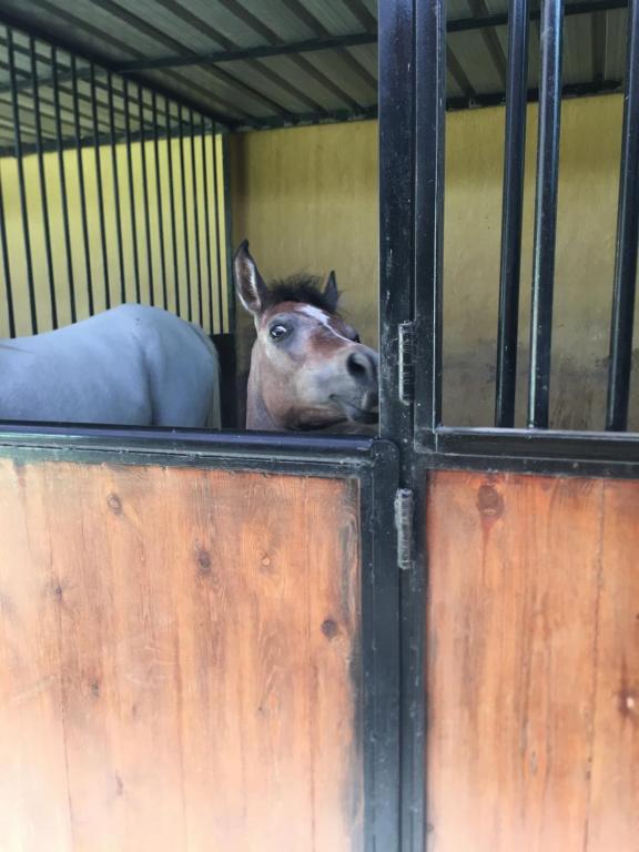 a horse sticking its head out of a stall at Helios Arabians in Cairo