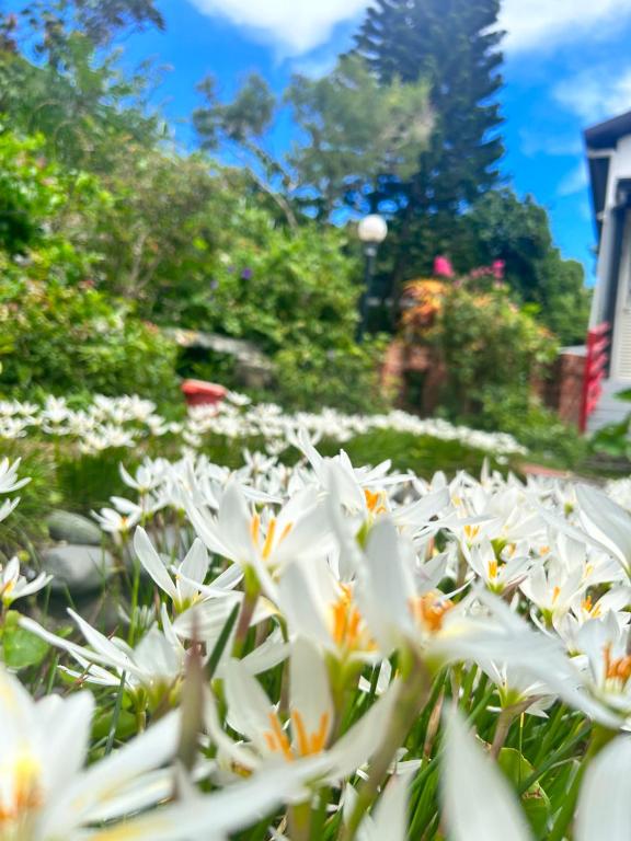 a field of white flowers in a garden at Bridge12th B&amp;B in Yanliau