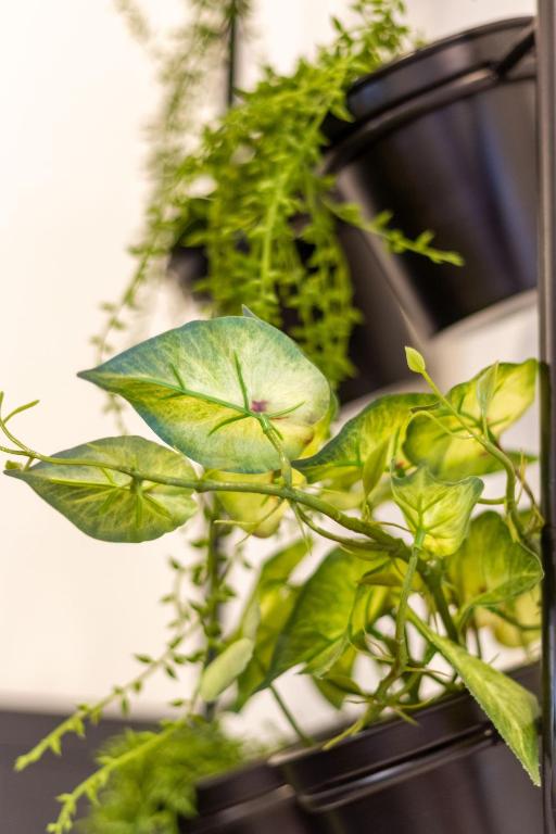 Central Charm 2 bed 2 bath w/ sunny Balcony - Resim 13