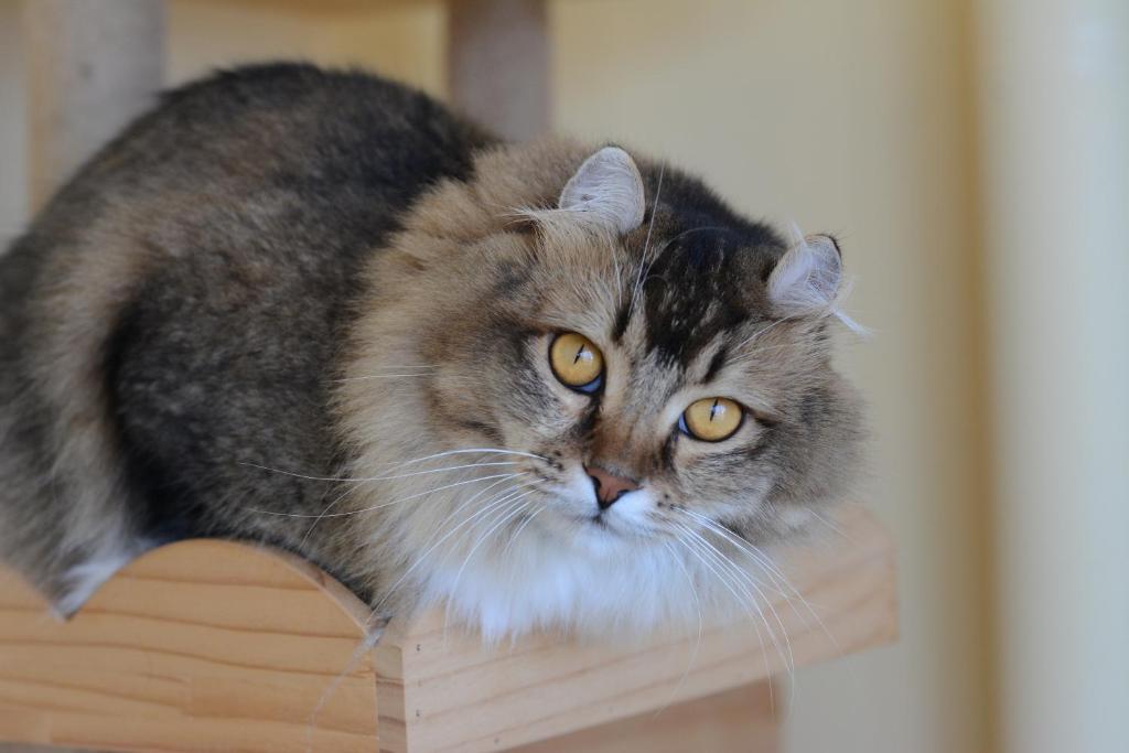 um gato sentado em cima de um suporte de madeira em ニャー助のホテルん em Shakotan