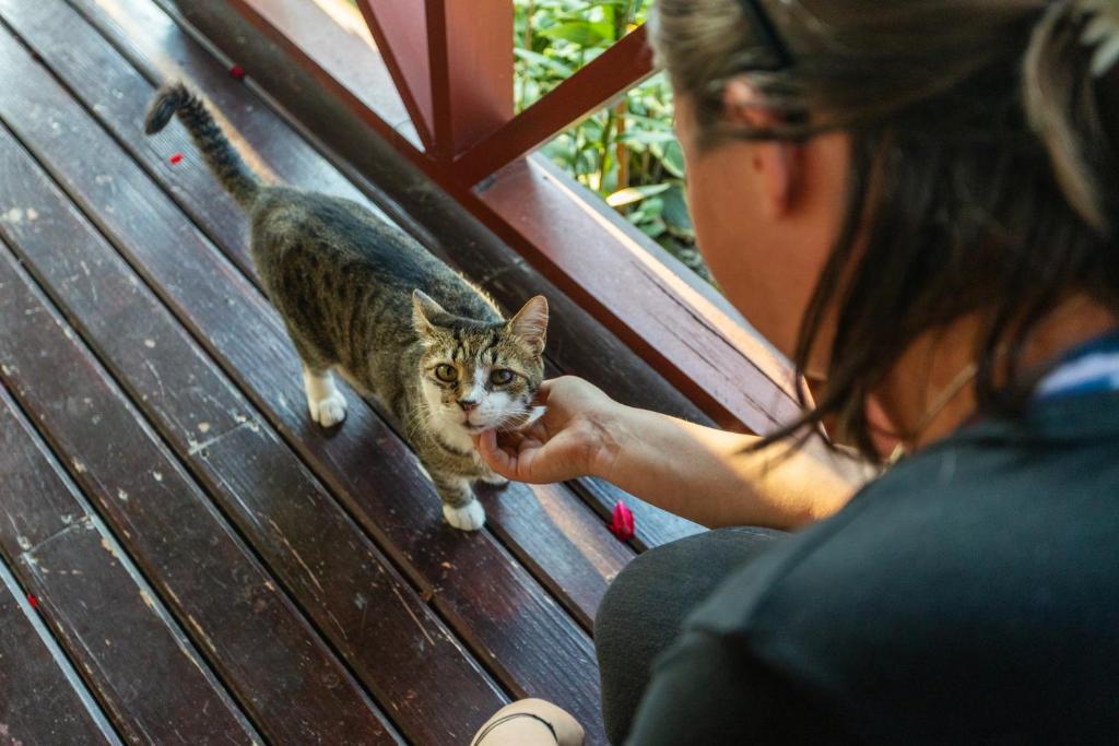 Domácí mazlíčci ubytovaní s hosty v ubytování Casa TaMi