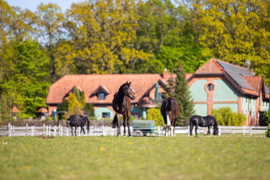 Pensjonat Stajnia Cesarska في كاديني: مجموعة من الخيول تقف في حقل أمام المنزل
