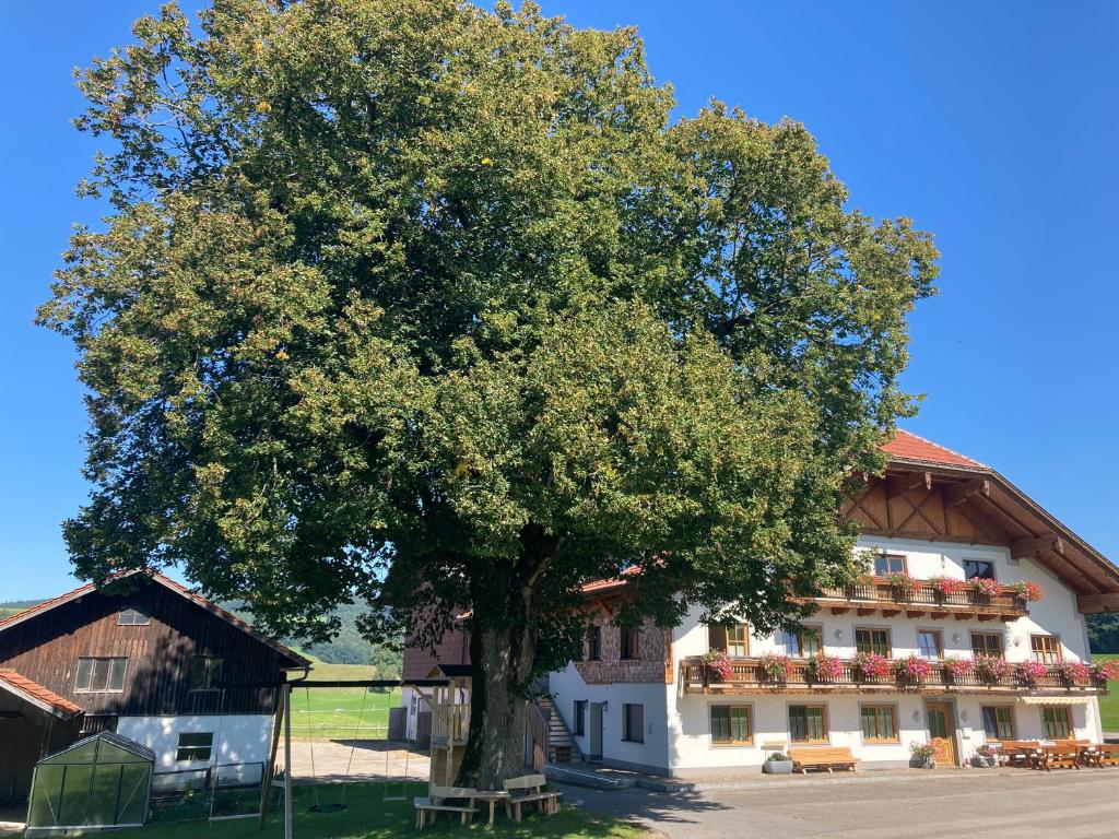 a large tree in front of a building at Biohof-Feichtinger in Zell am Moos