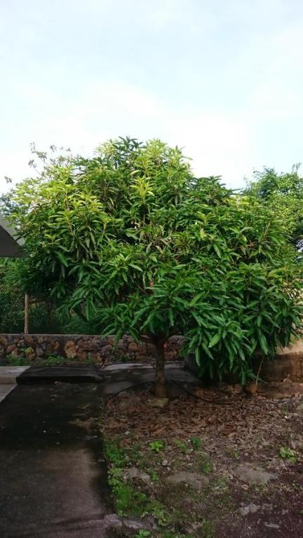 Zahrada ubytování Cucuve Eco Hostal