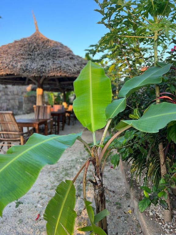Fotografie z fotogalerie ubytování Mbuyuni Lodge Nungwi v destinaci Nungwi