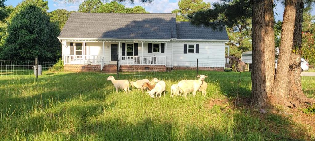 un grupo de ovejas de pie en el césped frente a una casa en Meadow Farm in Holly Springs, NC, en Holly Springs