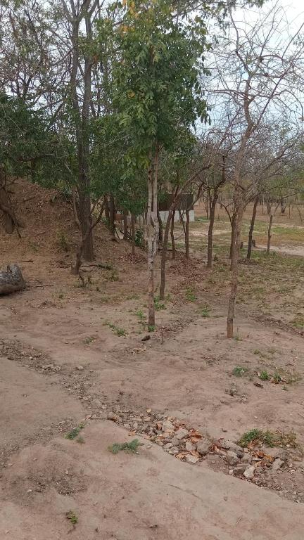 a group of trees in a field with dirt and trees at Amarula Tree Hotel in Mikumi