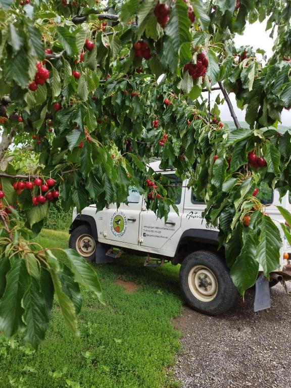 Jardín al aire libre en Complejo Rural Las Palomas