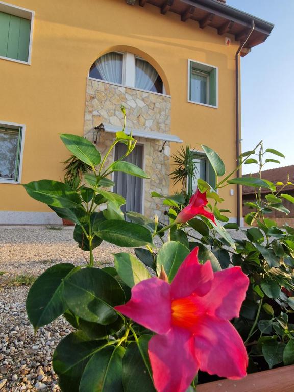 a red flower in front of a house at B&B Fiore in Ganfardine