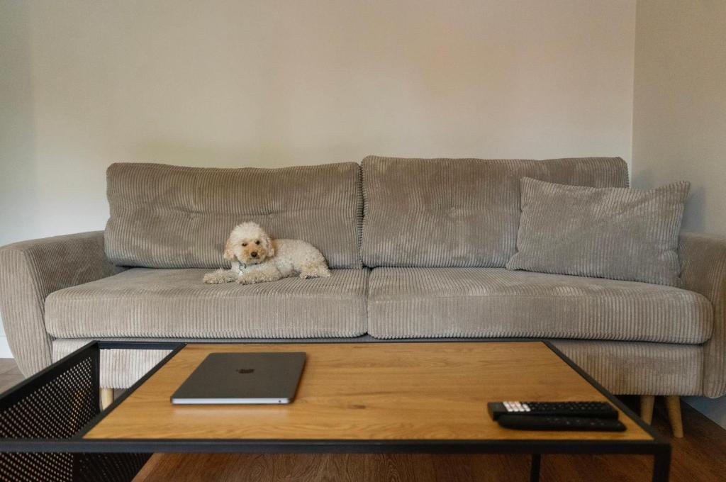 a dog sitting on a couch with a coffee table at Showroom Central Apartment in Šiauliai