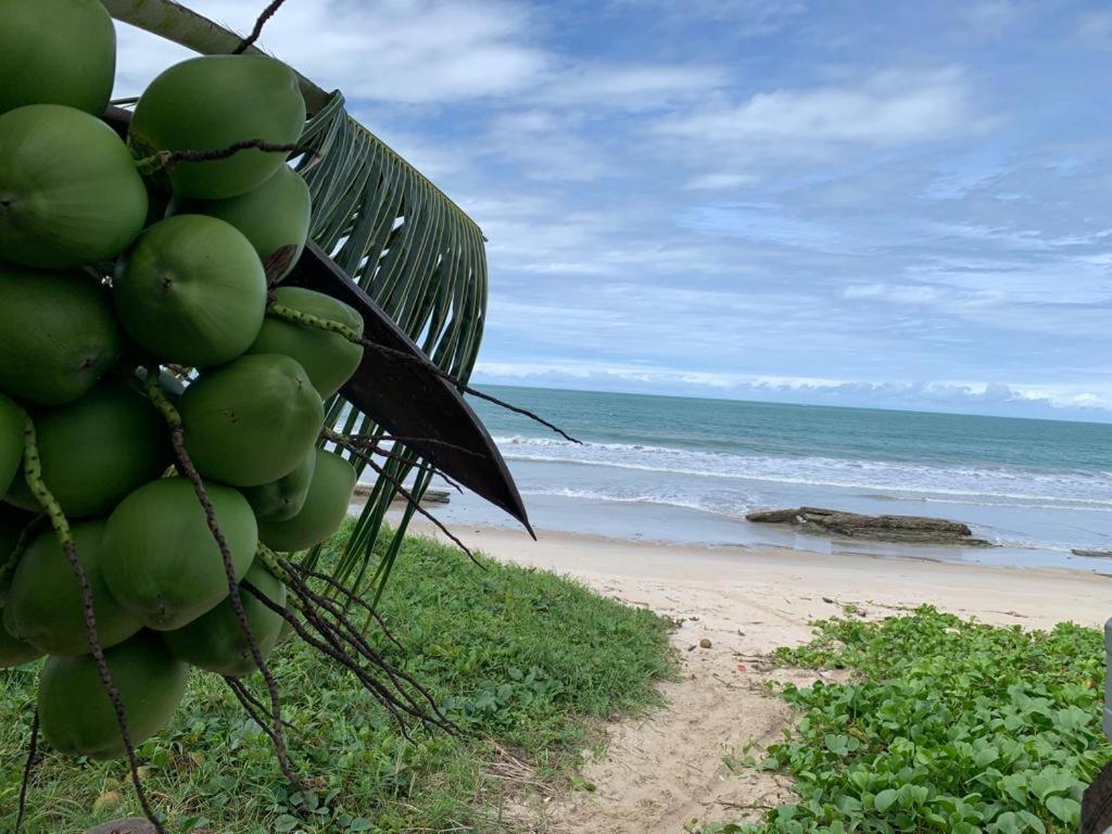 a bunch of green fruit hanging from a palm tree on a beach at Casa no Paraíso dos Carneiros em Tamandaré in Tamandaré
