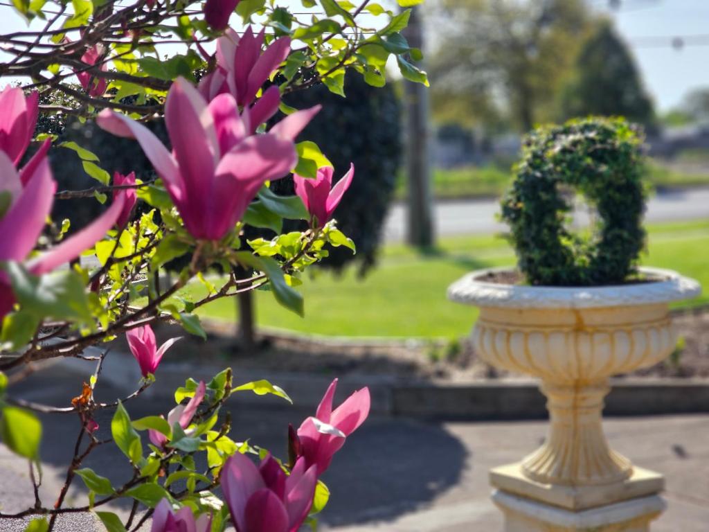 un vaso di pietra in un parco con fiori rosa di Hamilton Lakeside Motel a Hamilton
