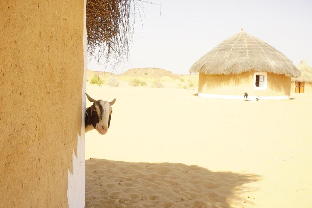 a cow sticking its head out of a building at Mala Ki Dhani in Jaisalmer