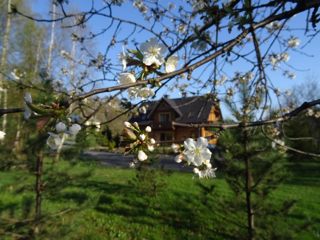 a tree with white flowers in front of a house at Willa Potoczówka in Rzyki