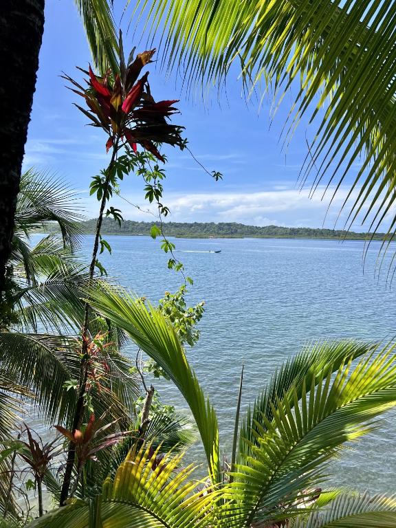 a view of the ocean from a palm tree at Akwaba Lodge in The Gap