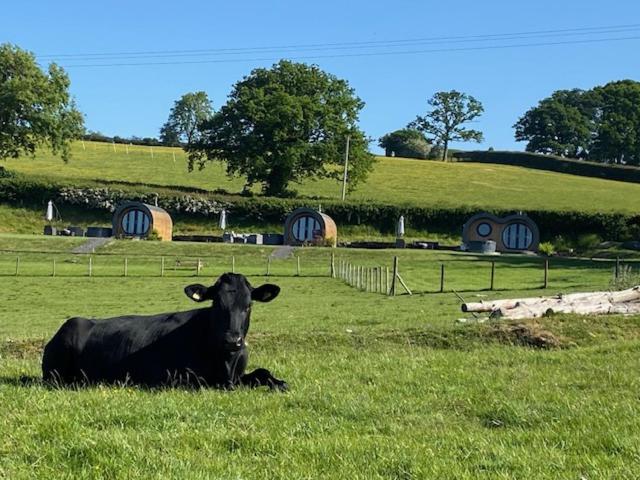 una vacca che giace nell’erba di un prato di Great House Farm Luxury Pods and Self Catering a Crickadarn