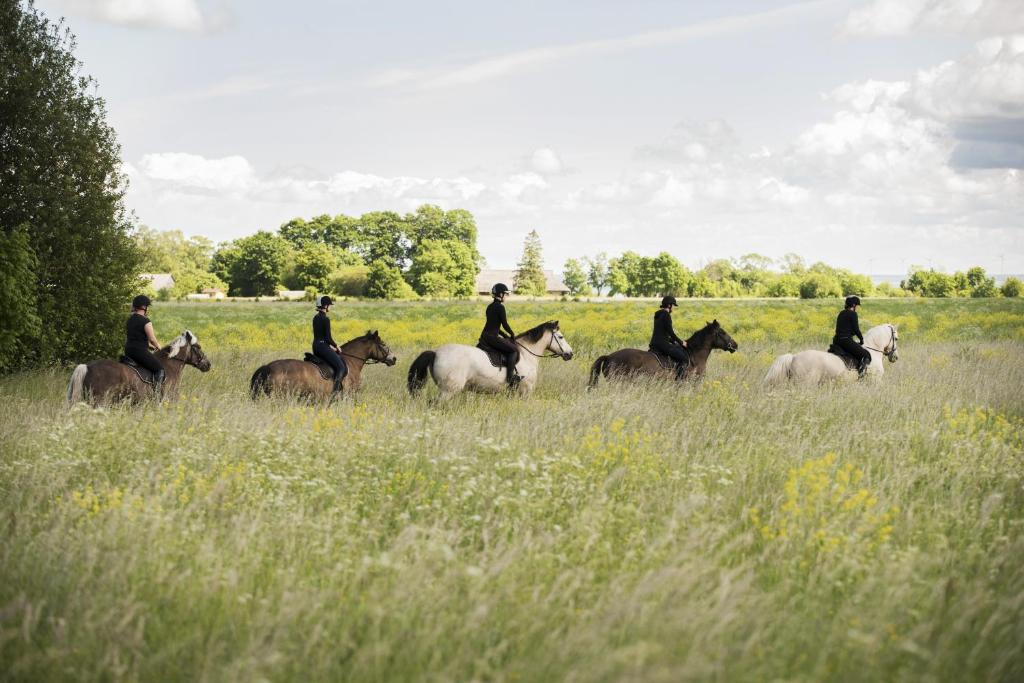 a group of people riding horses in a field at Tihuse Horsefarm B&B in Liiva