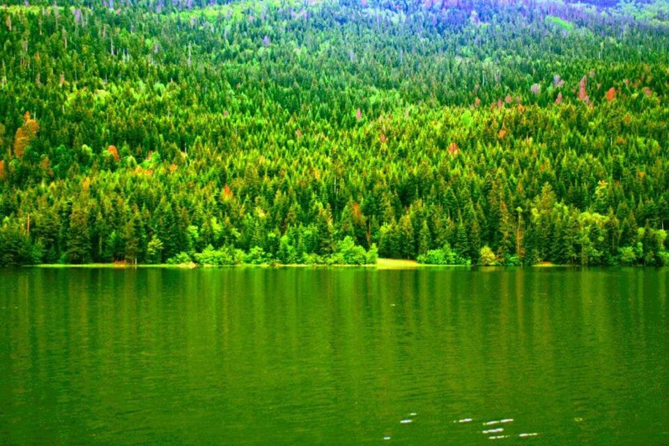 にあるGuest houseの森を背景に広大な緑の湖