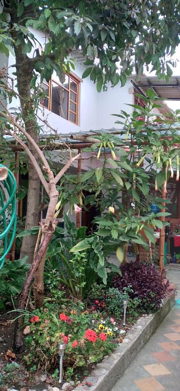 Zahrada ubytování Aylluwasi Guesthouse