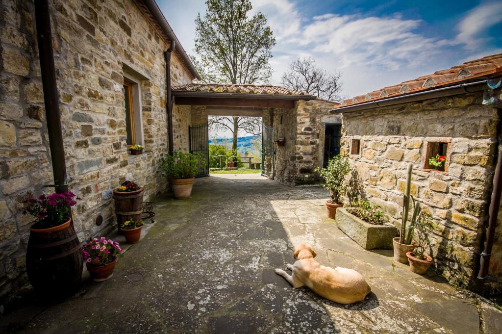 a dog laying on the ground in a courtyard at Agriturismo Podere il Palagio in Fiesole