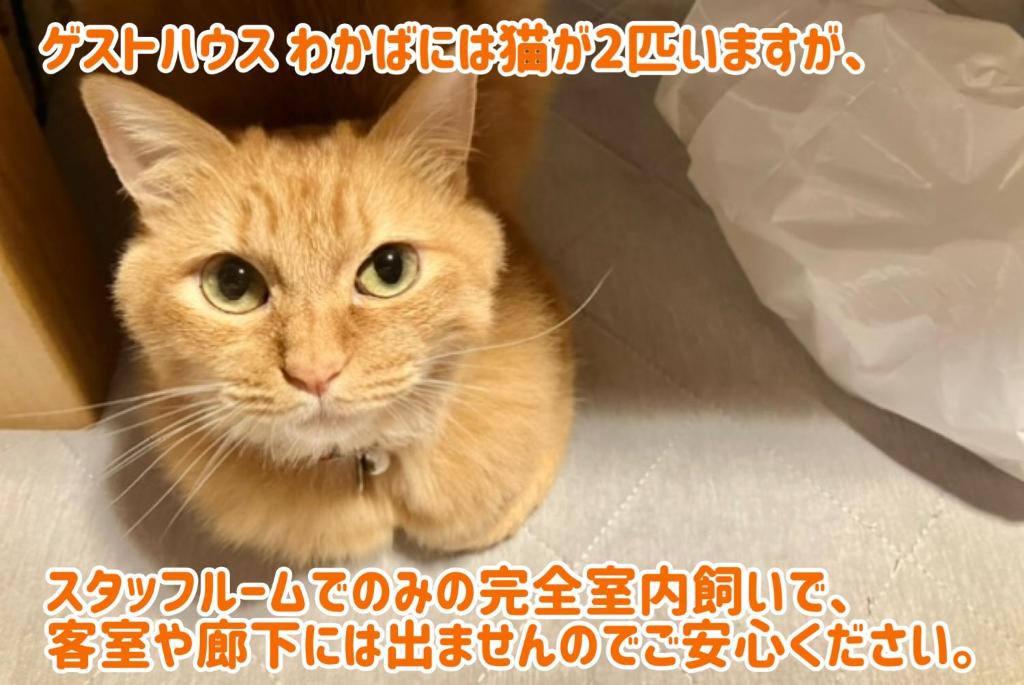 Domácí mazlíčci ubytovaní s hosty v ubytování ゲストハウスわかばGuestHouse WAKABA in Iwami