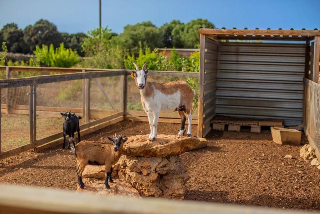 Fotografie z fotogalerie ubytování Menorca Agroturismo Llimpet v destinaci Alaior
