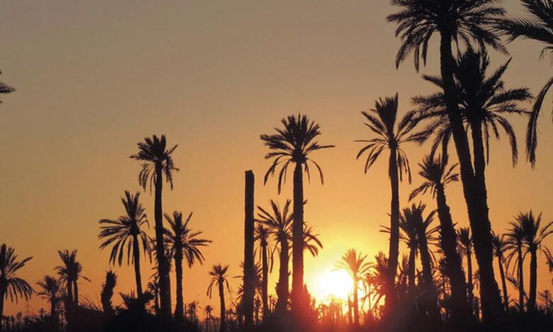 un grupo de palmeras frente a una puesta de sol en La Rose des Sables, en Marrakech