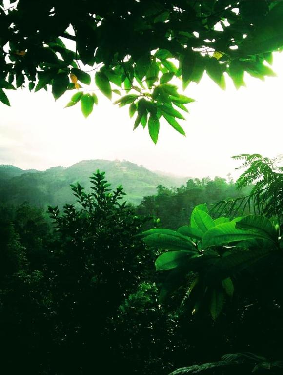Green Jungle " cool view"