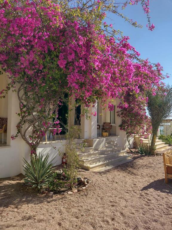 a house with pink flowers on the front of it at Marine Garden Camp in Dahab
