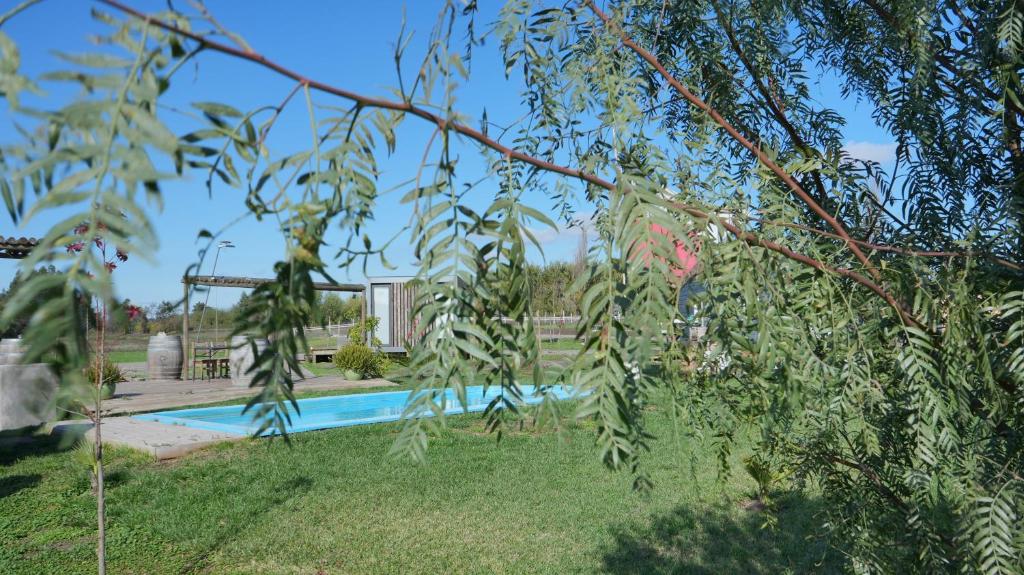 a tree branch with a swimming pool in a yard at Cabañas y Padel Tinycolchagua cl in Santa Cruz