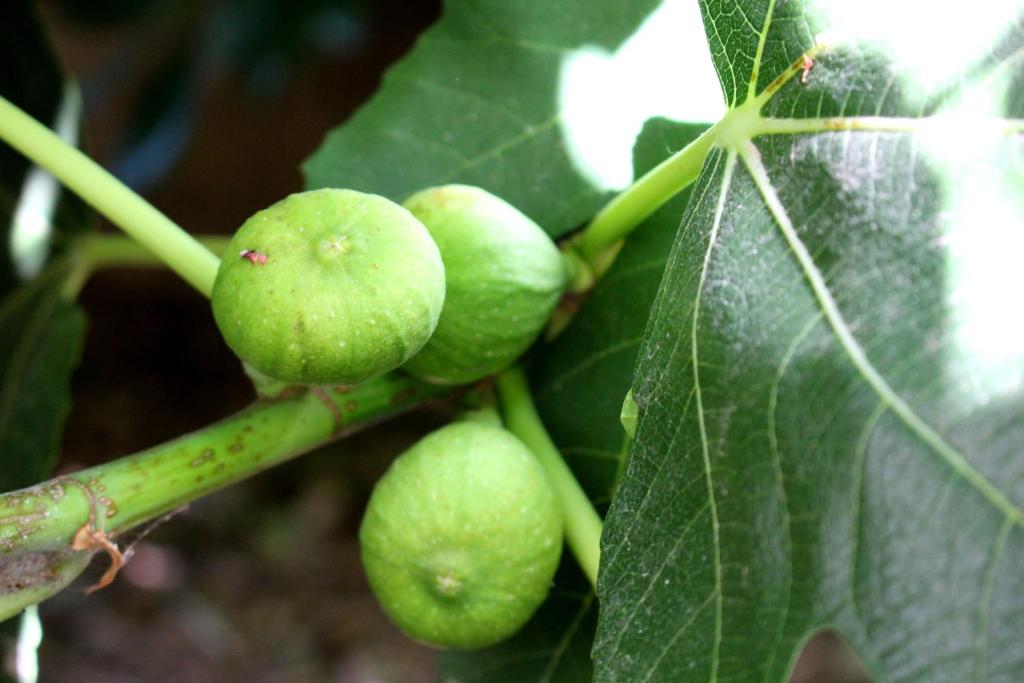 a bunch of green berries on a tree branch at Apartments Corny in Pag