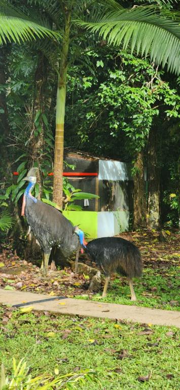 Fotografie z fotogalerie ubytování Daintree Siesta v destinaci Diwan
