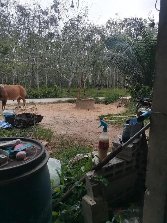 a cow standing in a field with a dirt yard at พัทลุง 