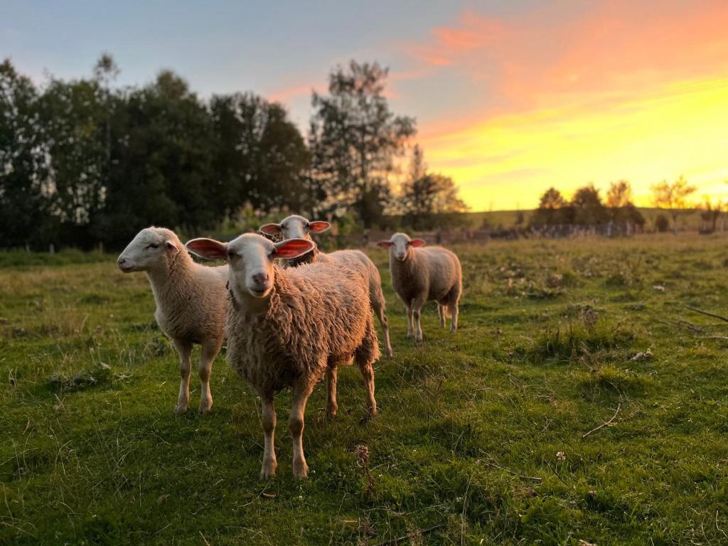 un grupo de ovejas de pie en un campo al atardecer en Meadows House Lomnice, en Lomnice