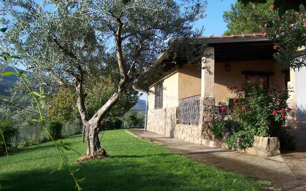 una casa con un árbol delante de un patio en Casa Rural Josefina 1 y 2 en Navaconcejo