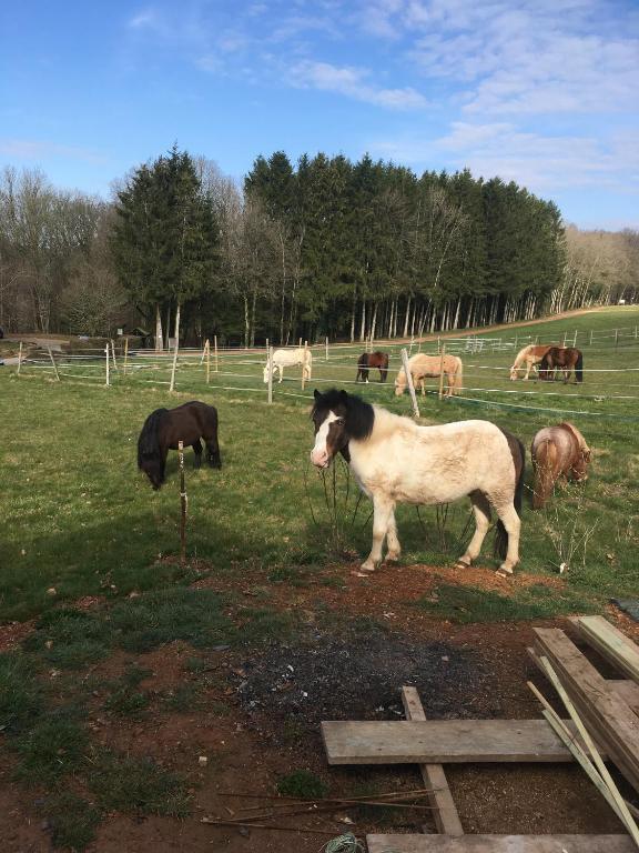 un cheval debout dans un champ avec d'autres chevaux dans l'établissement Gîte Le clos du bannet, à Givonne