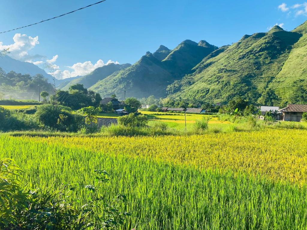 a field of grass with mountains in the background at Du Gia Field View Homestay in Làng Cac