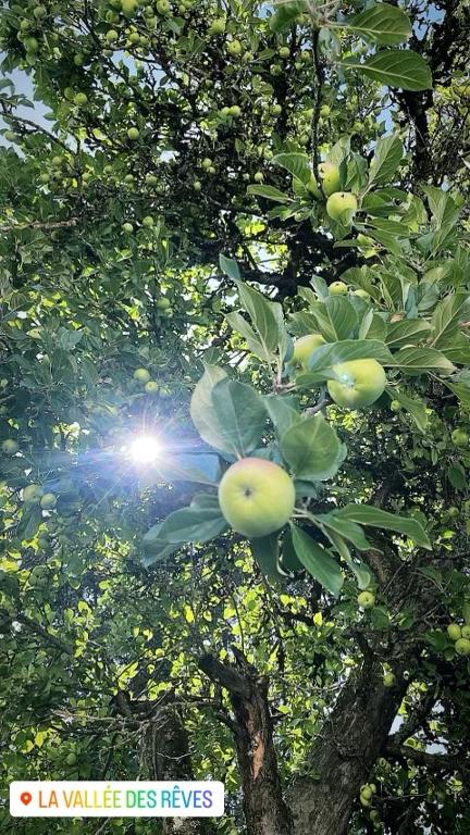 an apple tree with the sun shining through the leaves at La vallée des rêves in Nods