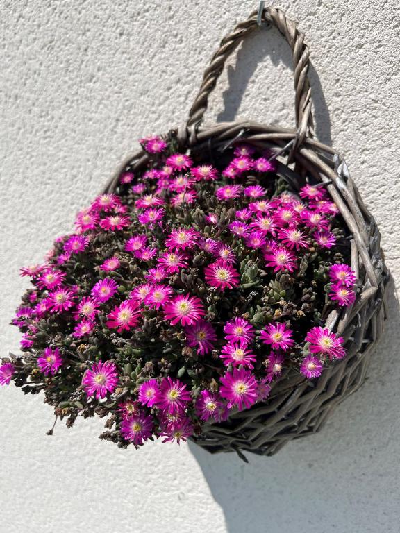 Les Logis de Cocagne - 16