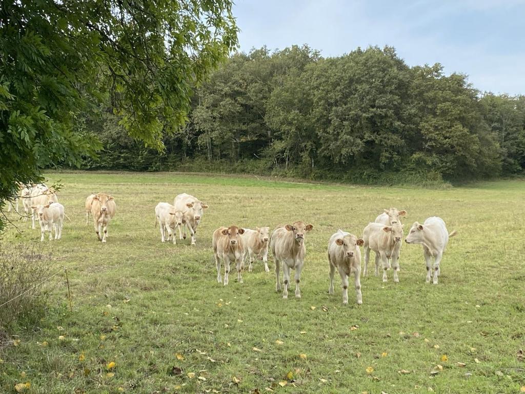 a herd of cows standing in a field at Gîte Bellevue in Paulin
