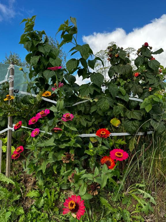Vonkajšia záhrada v ubytovaní Cabanówka