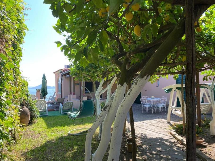 un albero nel cortile di una casa di Villetta panoramica sul mare a Procida