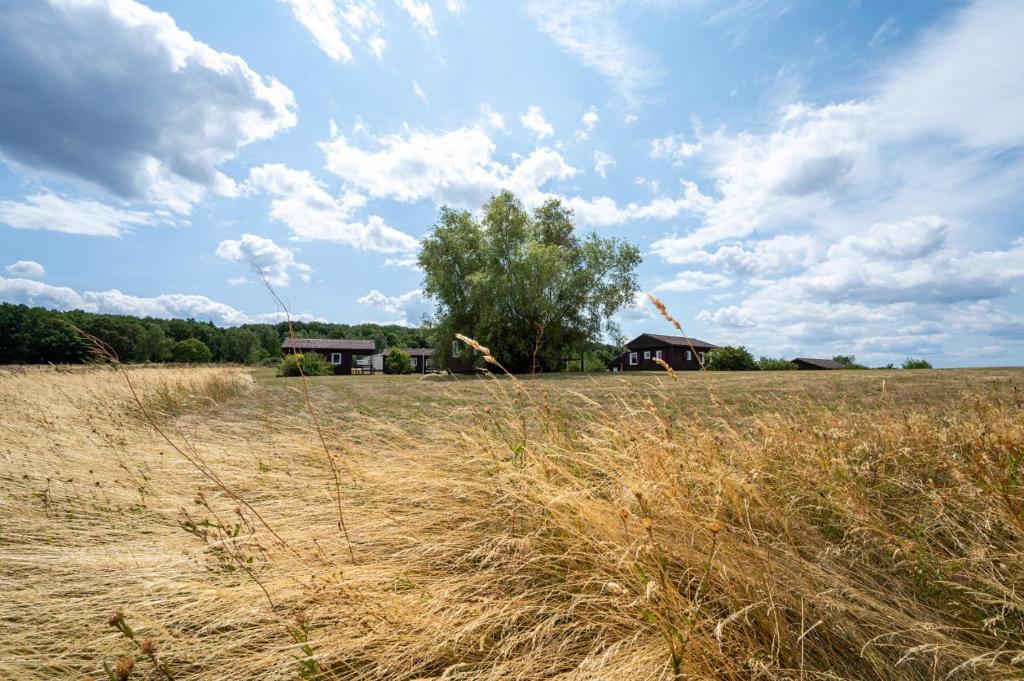 a field of tall grass with a house in the background at Camping Les Vosges du Nord in Oberbronn